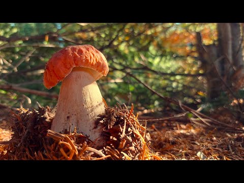 Видео: Полювання на білі гриби в сухому лісі
