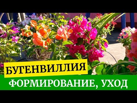 Видео: Бугенвиллия формирование, пересадка, уход