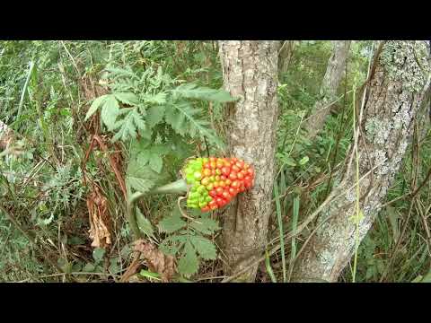 Видео: Дорога Бухта Витязь - Бухта Астафьева (полуостров Гамова)