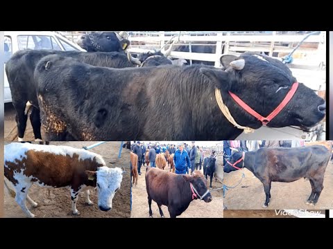 Видео: ХОРАЗМ ШОВОТ ЧОКЛИ МОЛ БОЗОРИ НАРХЛАРИ 31.10.2025#нархлари#хоразм#хоразмбозор#шовот #хоразмбозор 