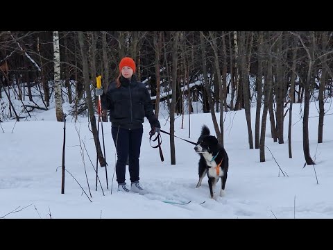 Видео: Догтренинг 691. Жара на лыжах. Лучший способ пережить холода.