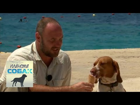 Видео: Мальтийский пойнтер. Планета собак 🌏 Моя Планета