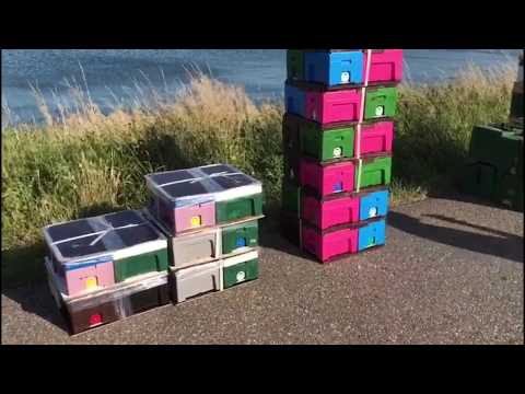 Видео: Карника, бакфаст - погоня за материалом карника.  G. Macha Bieneninstitut Kirchhain.  Голландия,