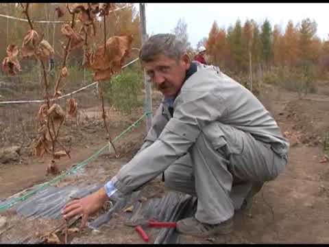 Видео: Зеленый сад фильм № 15 " Подготовка сада к зиме" от 25.10.2008г. г.Хабаровск (zeleniisad.ru)