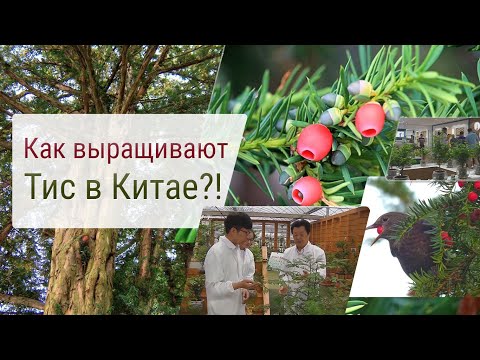 Видео: Как выращивают тис в Китае?!