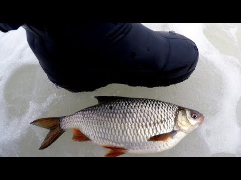 Видео: Трофейная сорога на ЧЕРТА весной