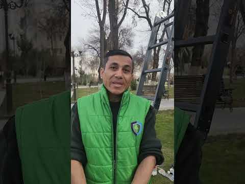 Видео: Дыры в деревьях. Откуда они появляются?