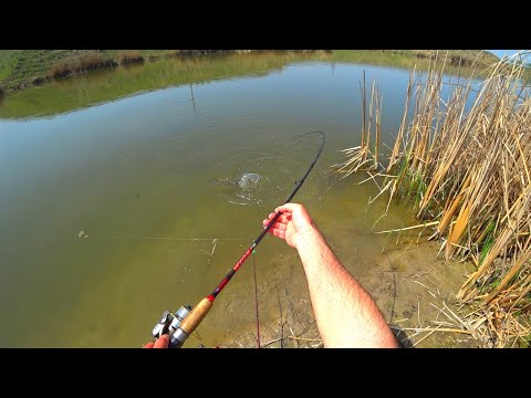 Видео: УТАЩИЛ СНАСТЬ ПОКА Я ОТЛУЧИЛСЯ! Рыбалка с неожиданным трофеем.