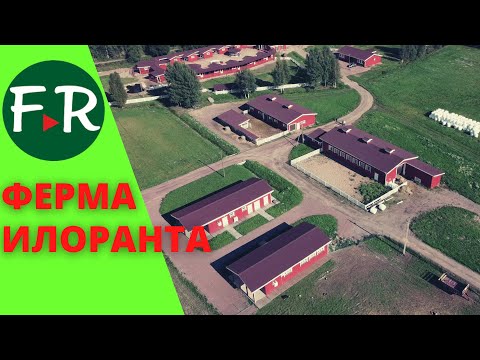 Видео: Семейная ферма Илоранта. Содержание айрширских коров. Цех переработки молока. Забойный цех для овец.
