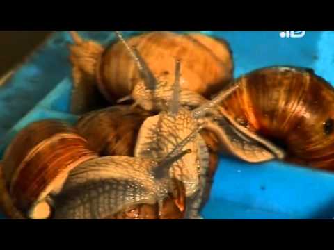 Видео: Охота к перемене мест: из Калининграда в Нарву
