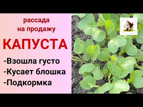 Видео: 10. Капуста взошла. Что делать дальше? Рассада на продажу 2024.