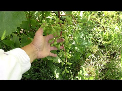 Видео: Время налива - время полива. Профилактика треска ягоды. Тонкости орошения виноградника