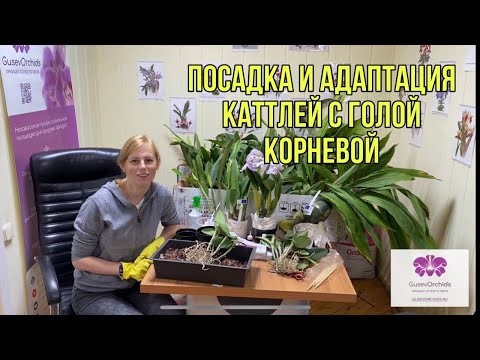 Видео: Посадка и адаптация Каттлей с голой корневой.