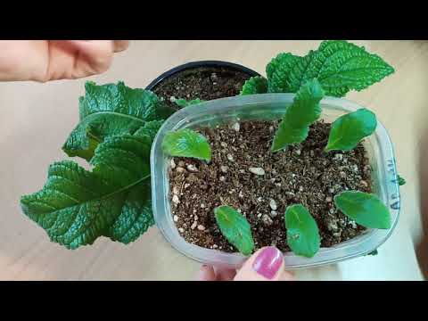 Видео: Стрептокарпусы! Выращивание и уход!