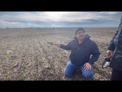 Видео: Бессарабия. Штригель как элемент управления пожнывными остатками.