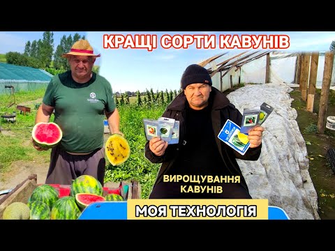 Видео: Вирощування Кавунів на Львівщині. Які гібриди кавуна мені сподобалися