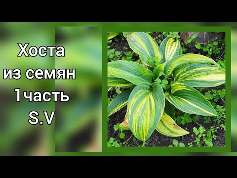 Видео: Хоста из семян...как выглядят сеянцы в возрасте 3-4 года...(1 часть)#hosta#сеянец#изсемян#хоста