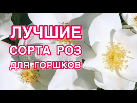 Видео: КАКИЕ СОРТА РОЗ ПОДХОДЯТ ДЛЯ ГОРШКОВ | ОБЪЁМЫ | ПРИВИТЫЕ РОЗЫ И КОРНЕСОБСТВЕННЫЕ