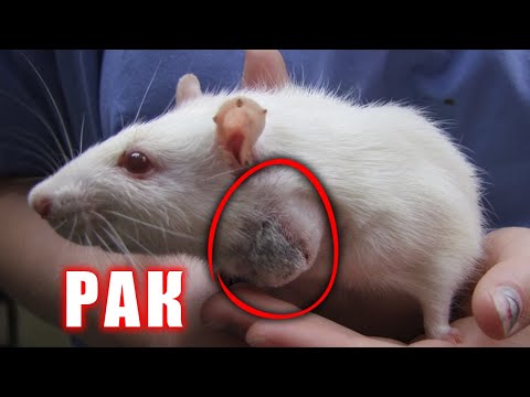 Видео: Если увидели шишку у вашей крысы