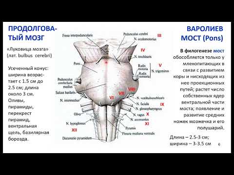 Видео: Дубынин В. А. - Мозг: как он устроен и работает - 3. Стволовые структуры головного мозга
