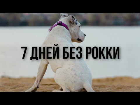 Видео: 7 ДНЕЙ БЕЗ РОККИ | КАК МЫ ЖИВЁМ | 7 DAYS WITHOUT ROCKY | HOW WE LIVE
