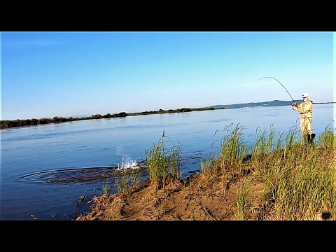 Видео: ВОТ ЭТО КЛЁВ! Вся рыба под берегом. Рыбалка на спиннинг река АМУР