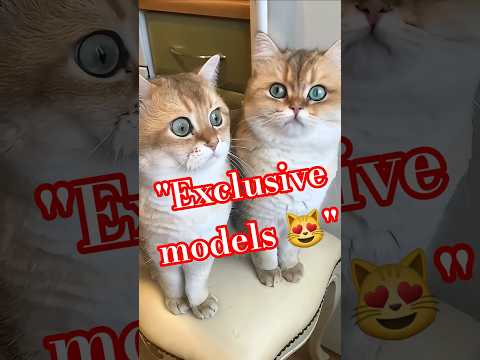 Видео: «Эксклюзивные модельки 😻»Кото-живописная красота😺#видосыоткота #cat #funny #shortsvideo