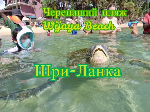 Видео: Шри-ланка. Wijaya Beach Виджая бич - пляж черепах.