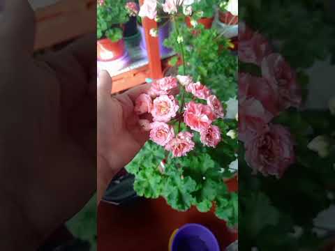 Видео: Пеларгония моя