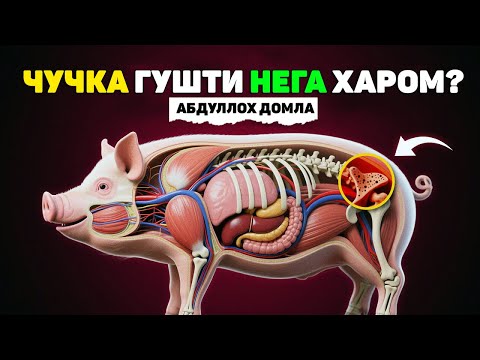 Видео: Нега мусулмон чўчқа гўшти емайди?  Абдуллох Домла 2025 | #abdullohdomla