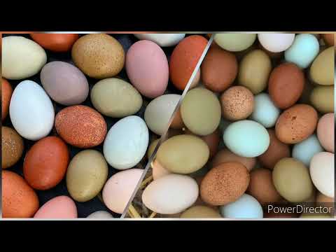 Видео: У МЕНЯ БУДУТ ЛУЧШИЕ КУРЫ// ОТДАЮ 200.000₽, НЕ БЕРУТ 😲😲😲