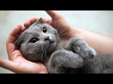 Видео: СТЕРИЛИЗАЦИЯ КОШКИ Плюсы и минусы  NEUTERING CATS