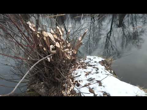 Видео: Охота на бобра капканами. Приманка Вызов