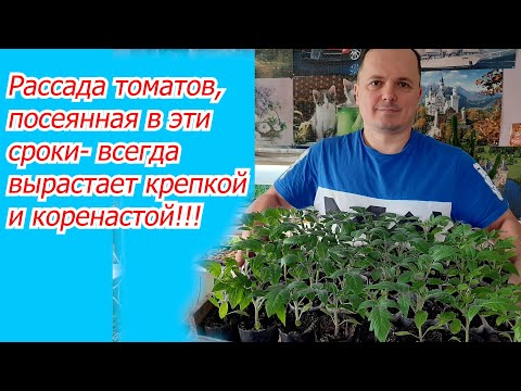 Видео: Когда посеять томаты на рассаду- точные сроки для посева семян!