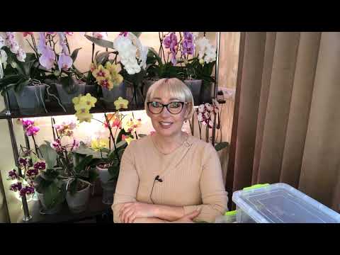 Видео: Пересадка подростка из Азии и немного о поливе всей коллекции