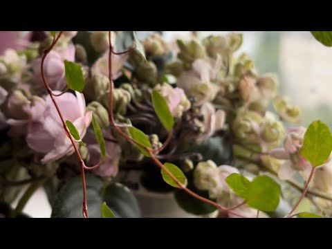 Видео: [Фиалки-трейлеры и не только]