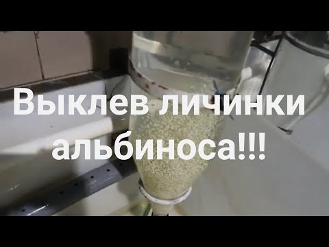 Видео: Разведения осетровых .Инкубация стерляди альбиноса,  выклев личинки.2022