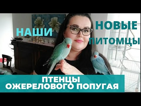 Видео: Наши новые питомцы, птенцы ожерелового попугая, 3 недели  | Обзор трехэтажной клетки | кормление |