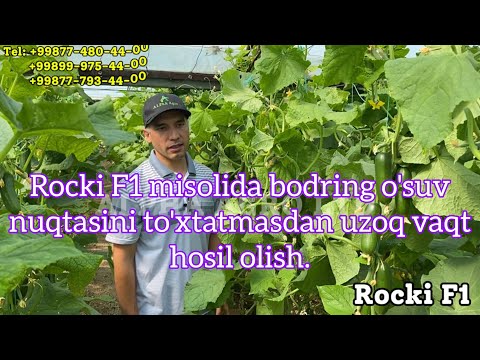 Видео: Rocki F1 мисолида бодринг ўсув нуқтасини тўхтатмасдан узоқ вақт ҳосил олиш.