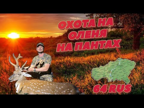 Видео: ОХОТА НА ОЛЕНЯ НА ПАНТАХ