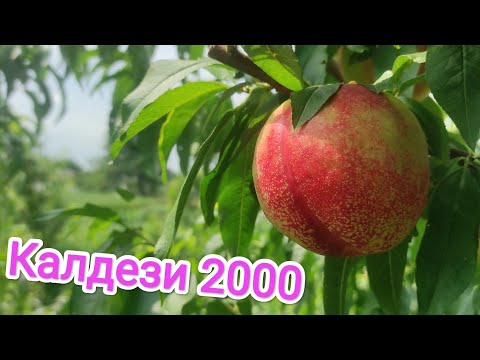Видео: Нектарин Калдези 2000/nectarine Caldesi 2000.#fruit #garden #сад #нектарин