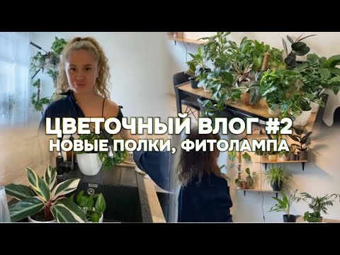 Видео: Уход за комнатными растениями, новые полки, досветка🪴