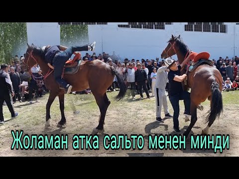 Видео: Жоламан атка дерский минди