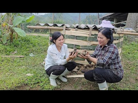 Видео: Грешник и ее свекровь купили утят, чтобы вырастить их, и построили им бамбуковый домик.