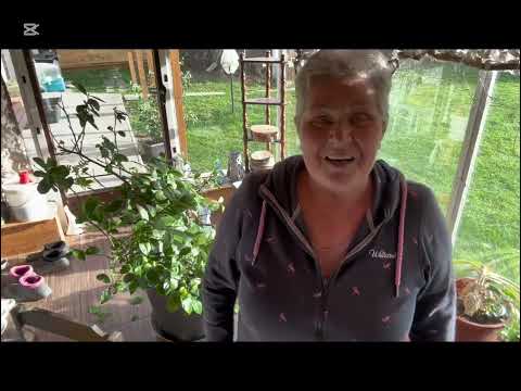 Видео: Пчёлы и яблочный сыр.