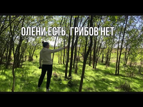 Видео: Едем за грибами #синдики лайф #переездвсербию #ремонтдома