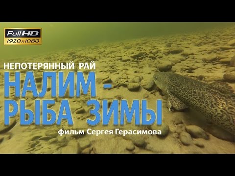 Видео: Непотерянный рай: Налим-рыба зимы