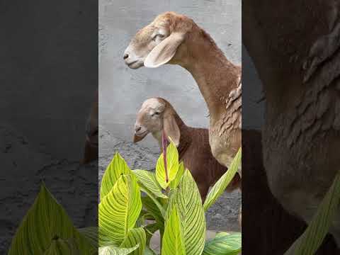 Видео: 7 ноября 2025 г.