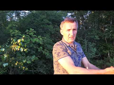 Видео: Заповедник . Осушенные болота.Германия.