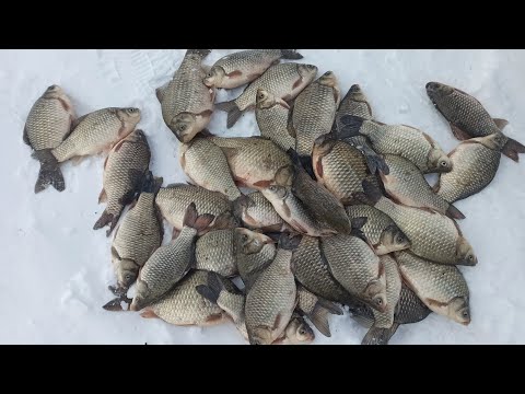 Видео: Рыбалка в феврале на озере Чаны! Попали в метель, как всегда 👌😂 26.02.2023г